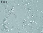 小鼠海马趾神经元