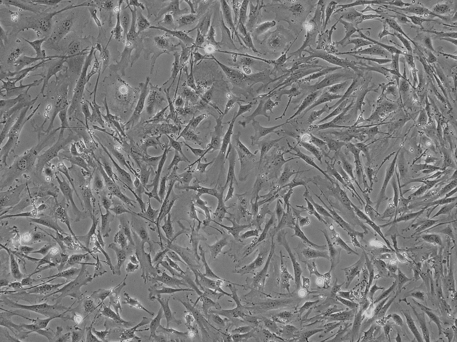 小鼠肺成纤维细胞
