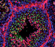 心脏毒素 蛇毒试剂用于离子通道研究；蛋白质结构与功能研究。