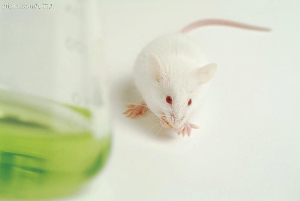 Anti-VEGFR1/VEGF-R1/Flt-1血管内皮生长因子受体1抗体子科现货