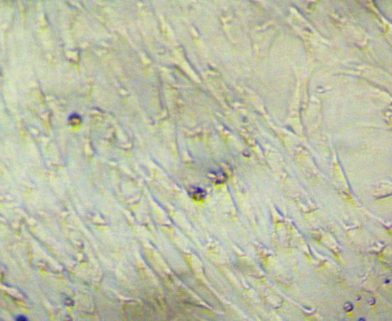 原代细胞分离与培养