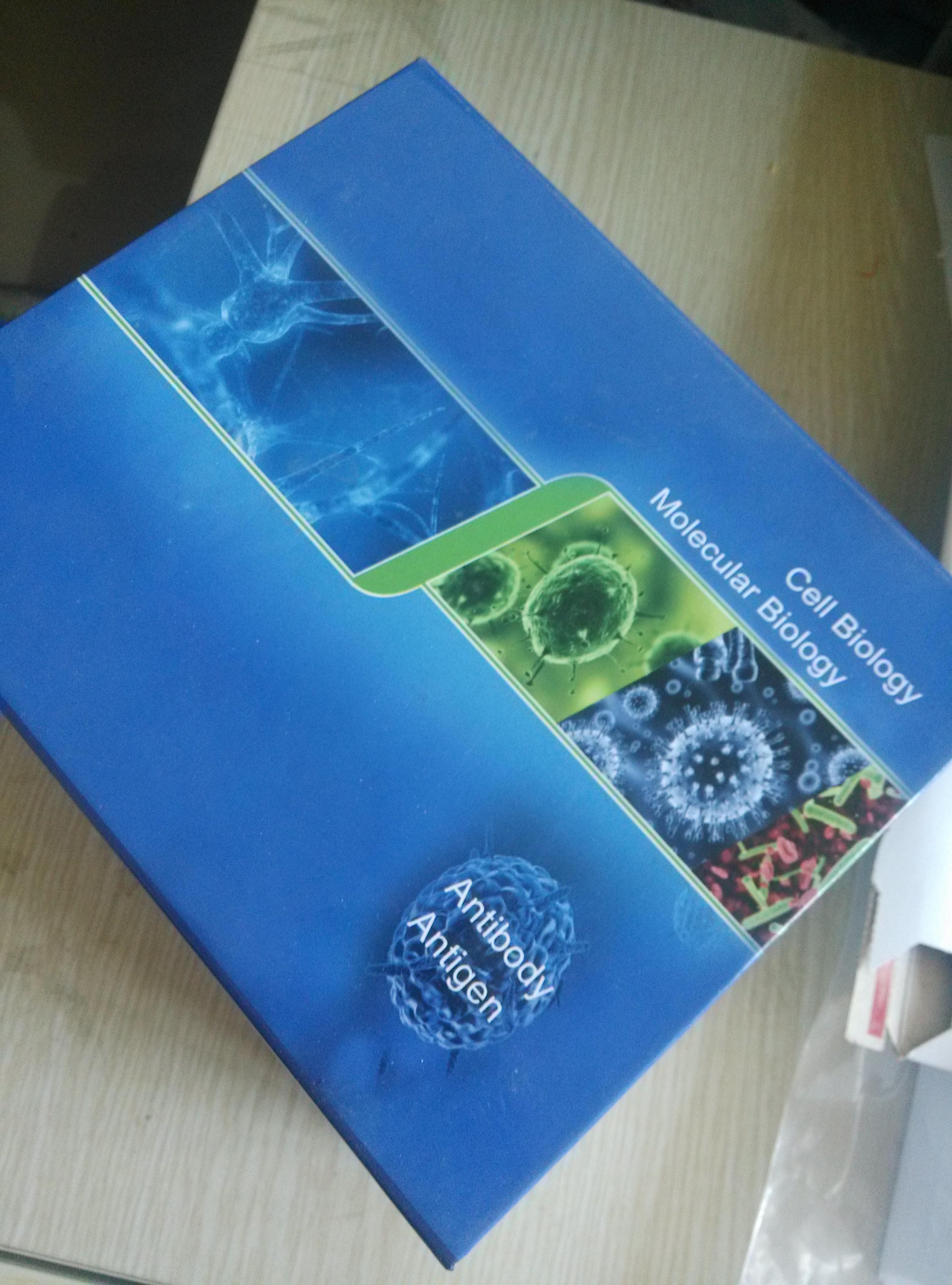 人表皮生长因子（EGF）ELISA试剂盒