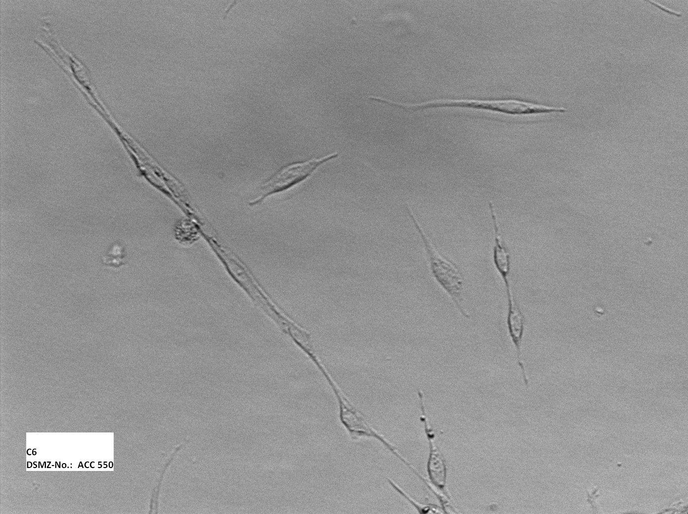 C6,大鼠脑胶质瘤细胞