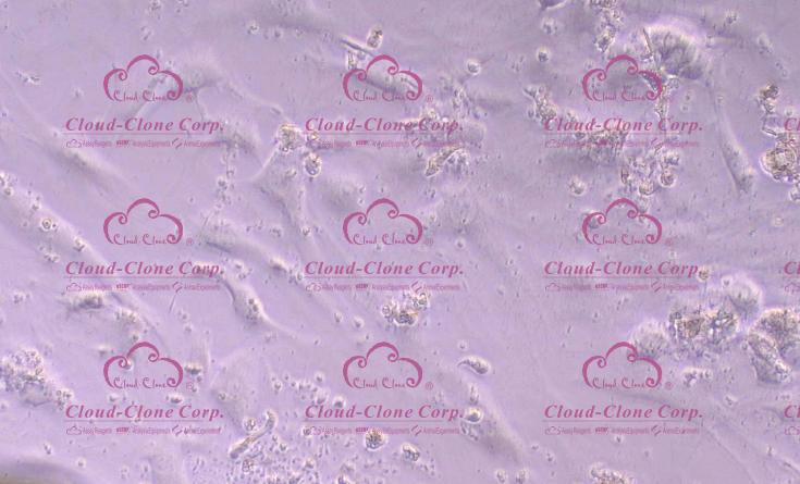 小鼠成年真皮成纤维细胞(ADF)