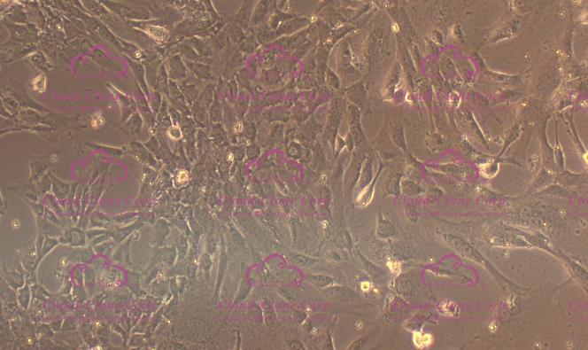 大鼠肾上腺成纤维细胞(ADF)