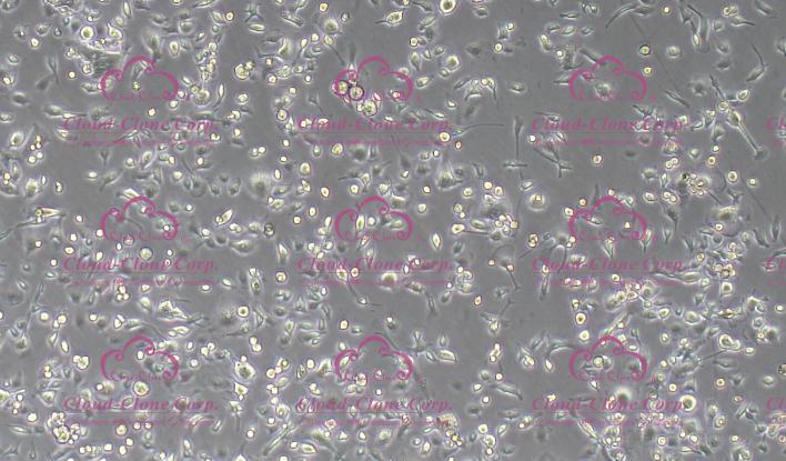 大鼠海马神经元细胞(HNC)