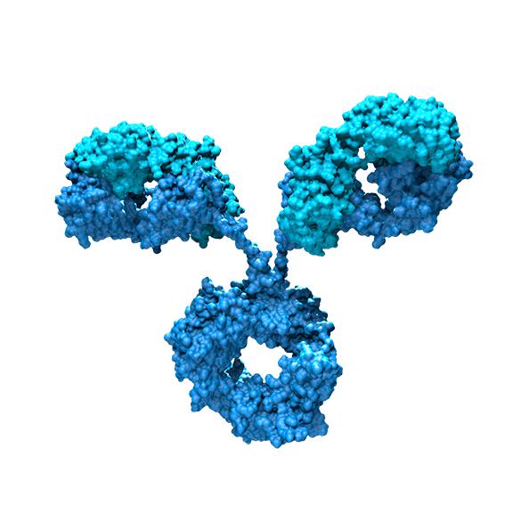 常规兔源多克隆抗体制备