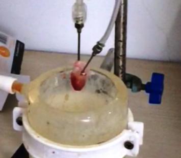 心脏langendorff灌流实验|药物筛选服务|靶点筛选服务