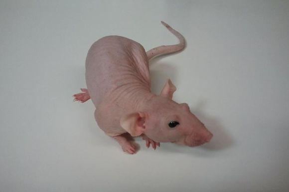 裸鼠卵巢癌原位模型构建