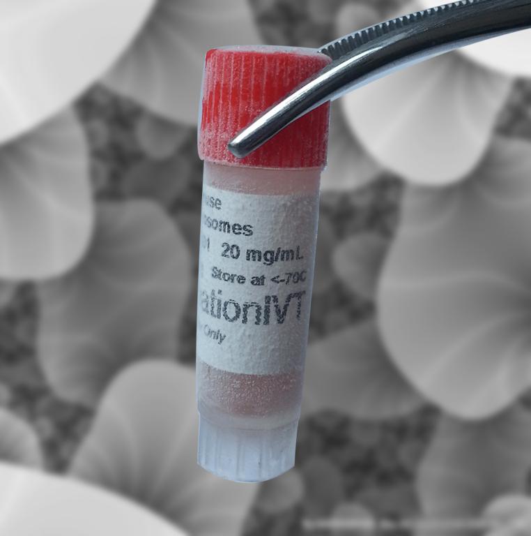 雄性WH大鼠肝微粒体