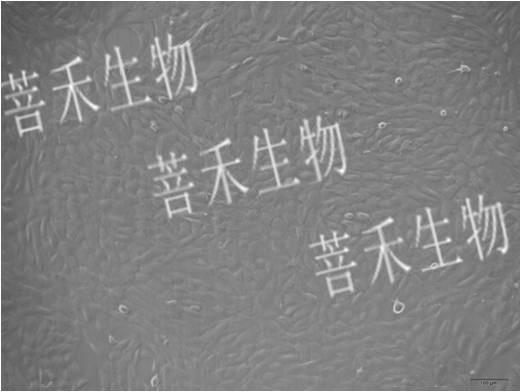 稳转细胞株构建