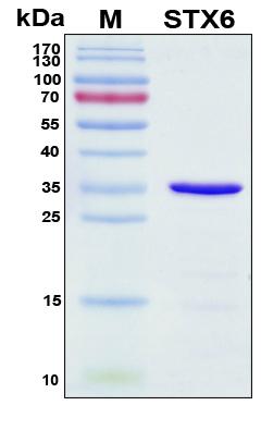 Recombinant Human Syntaxin-6