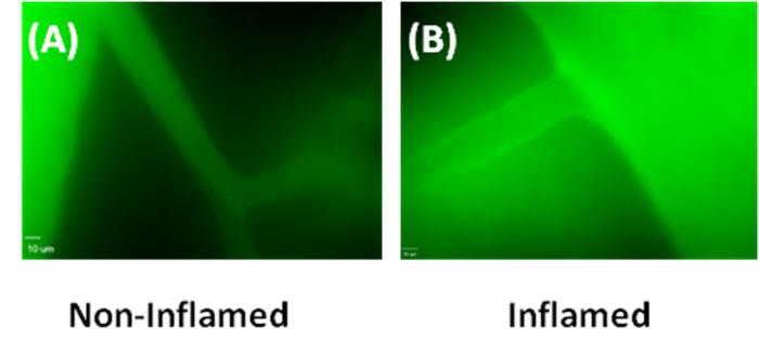 微血管分析系统