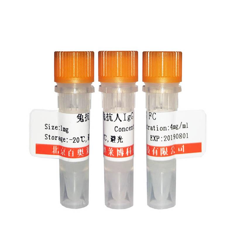 原钙粘附蛋白20抗体 一抗