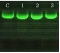 血液保存和DNA纯化套装