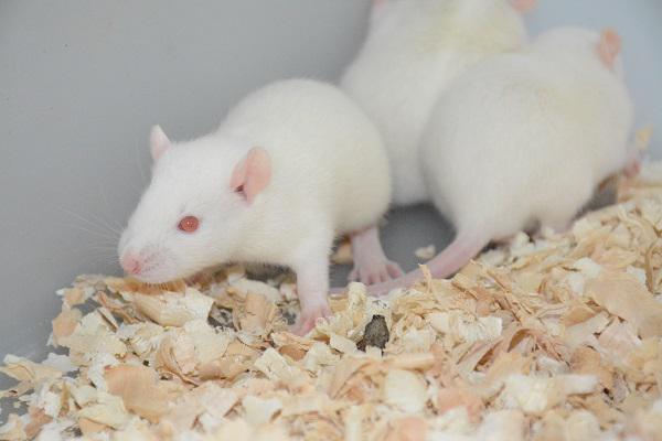 去卵巢诱发大鼠骨质疏松症模型