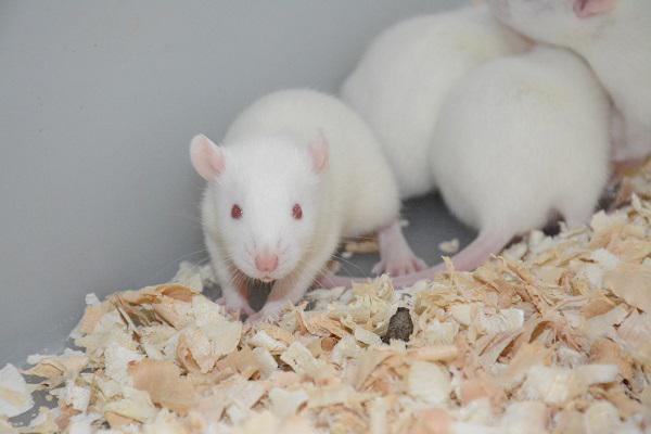 肾大部分切除致大鼠贫血模型