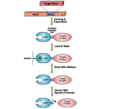  一站式MBP标签蛋白纯化套装