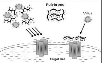基因转染增强剂