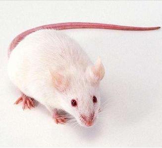 Cre-loxP/基因重组/基因敲除