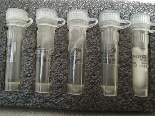 人真皮微血管内皮细胞cDNA