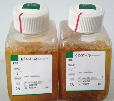 GIBCO血清(马热灭活）