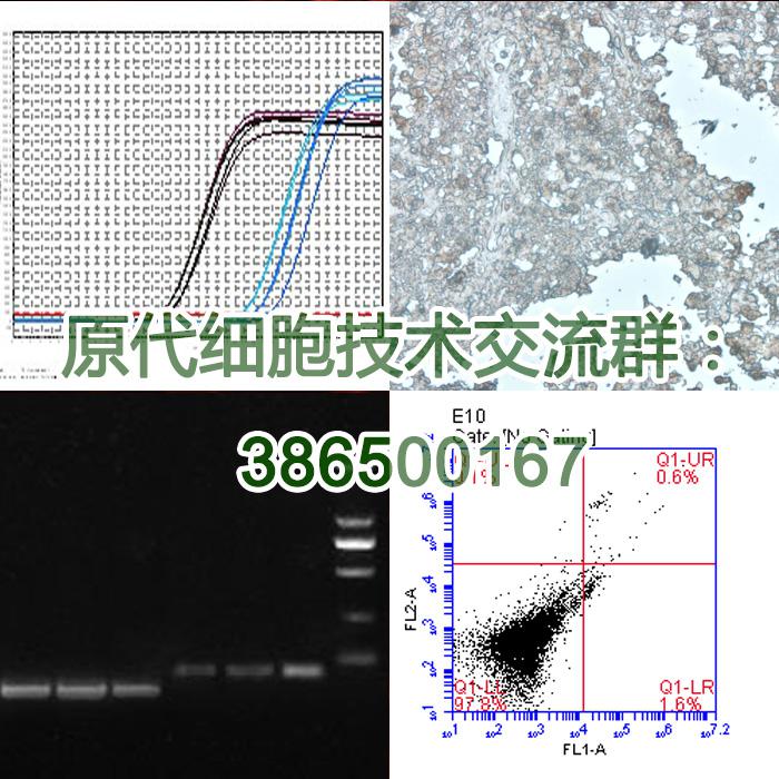 原代细胞培养定制服务
