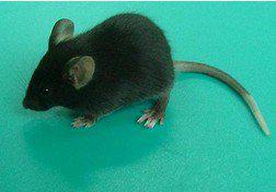 脑组织特异表达绿色荧光转基因小鼠（PDGF-EGFP)