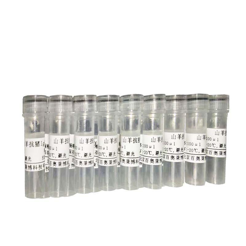 北京免疫调节蛋白AIRE抗体品牌