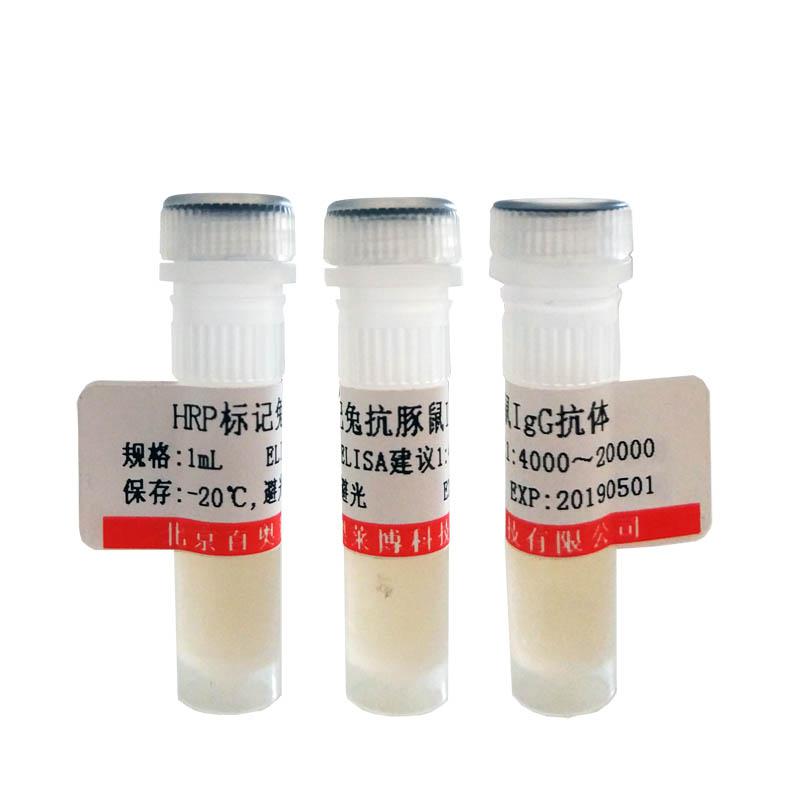 淋巴细胞特异性接头蛋白抗体 一抗