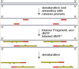 随机引物法DNA探针标记试剂盒