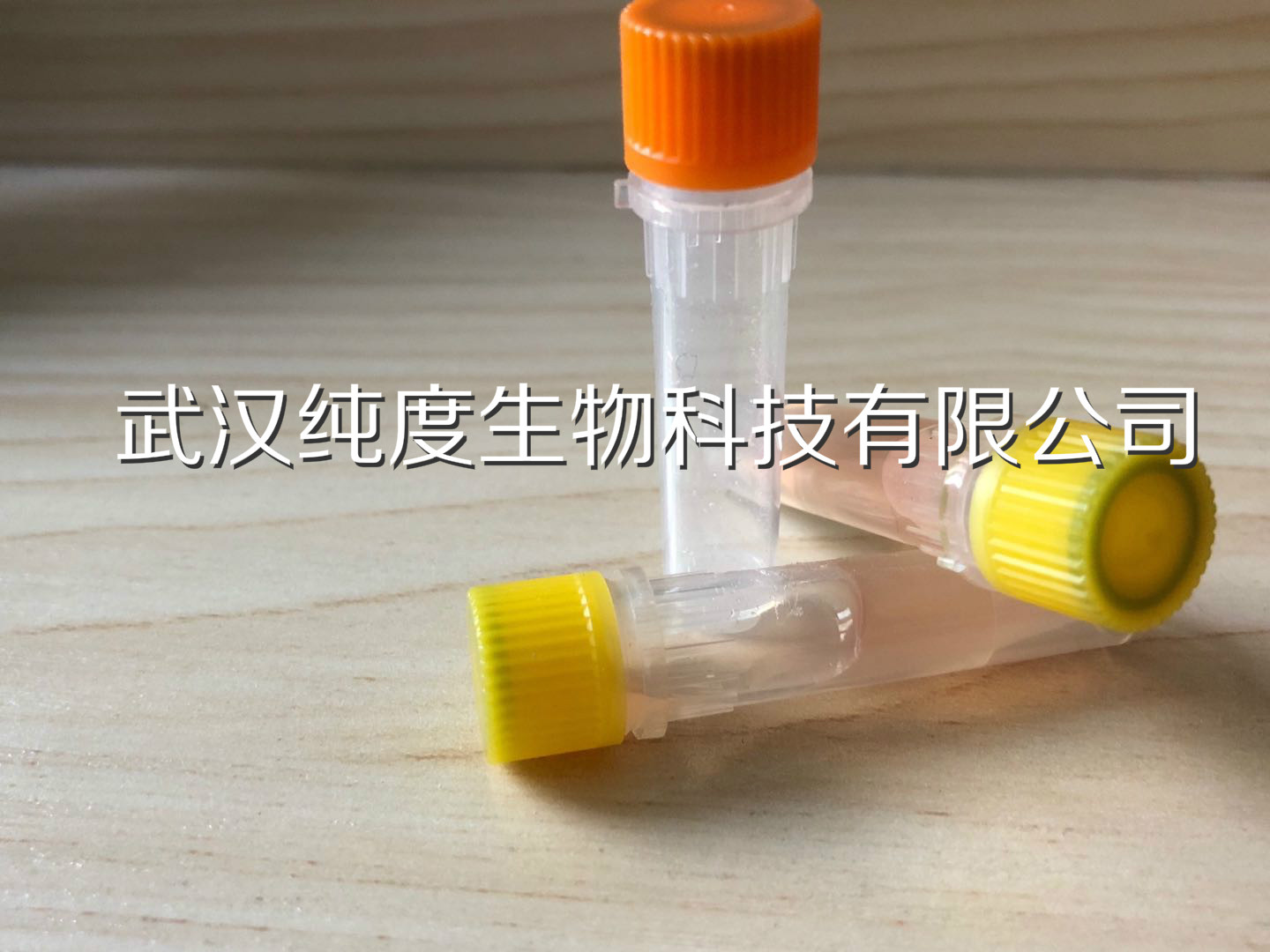 TRIM41环指蛋白调节蛋白激酶C蛋白抗体