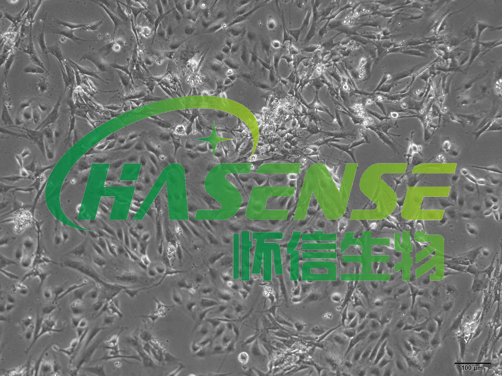 大鼠肠上皮细胞