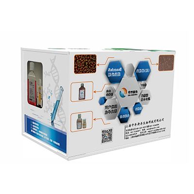 BHT101人甲状腺癌细胞