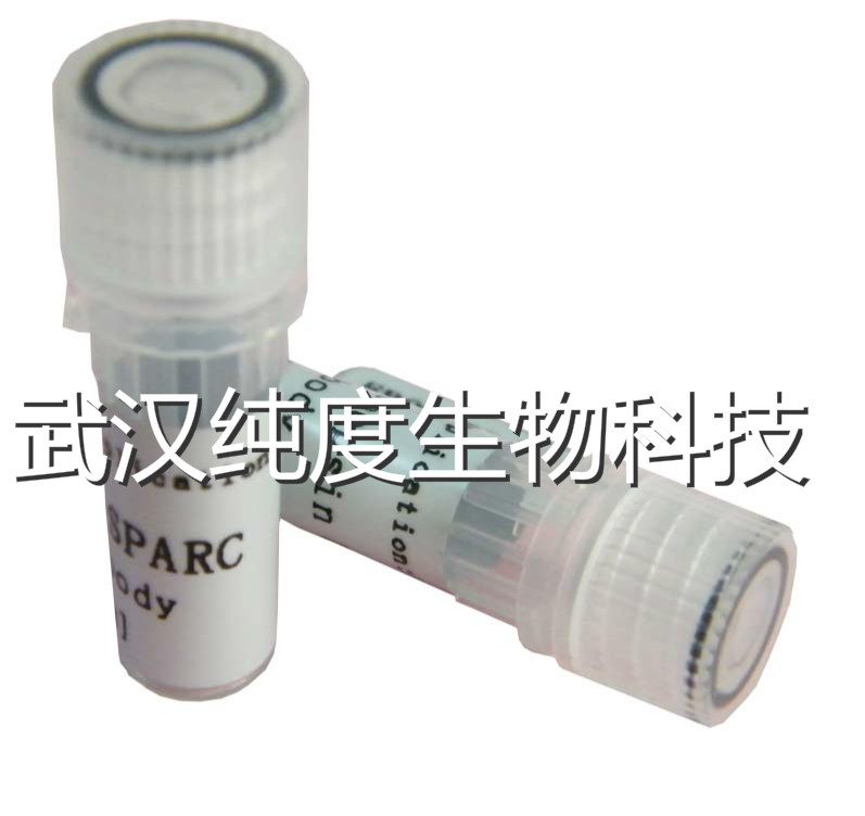 单抗制备用NS-1小鼠骨髓瘤细胞