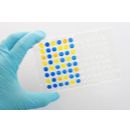  大鼠肾损伤分子1(Kim-1)ELISA KIT