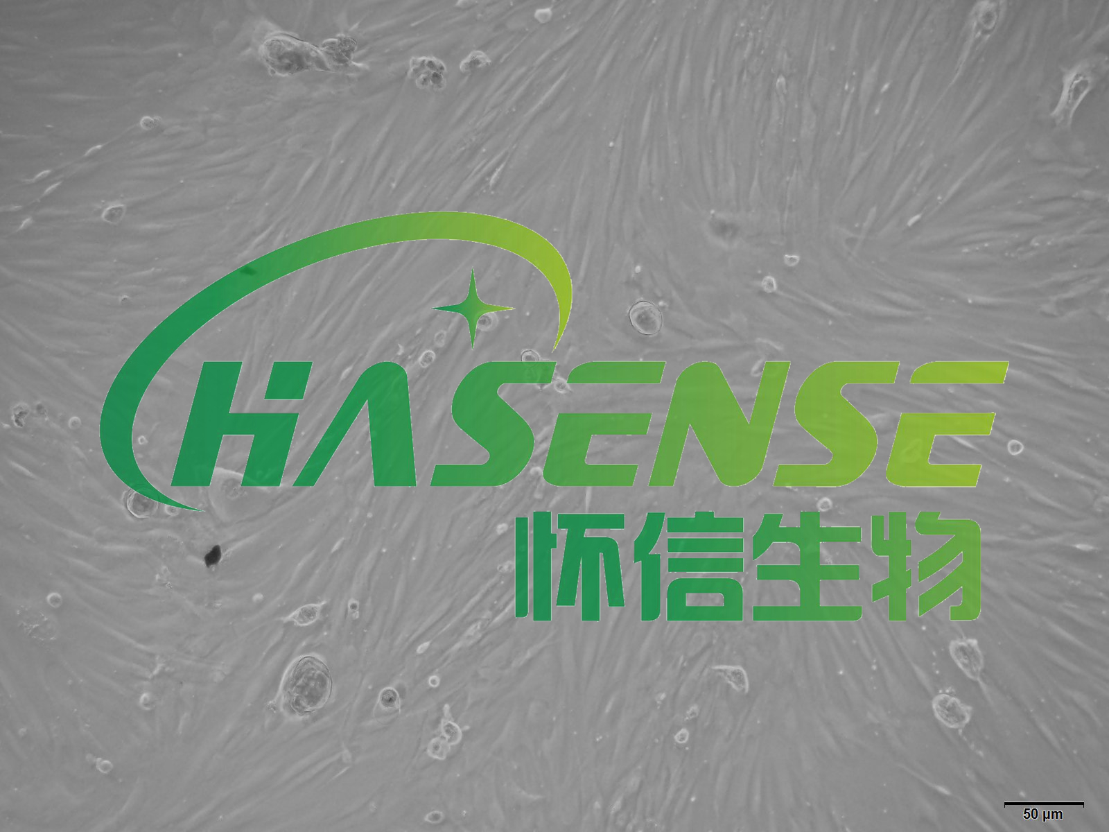 小鼠角膜成纤维细胞