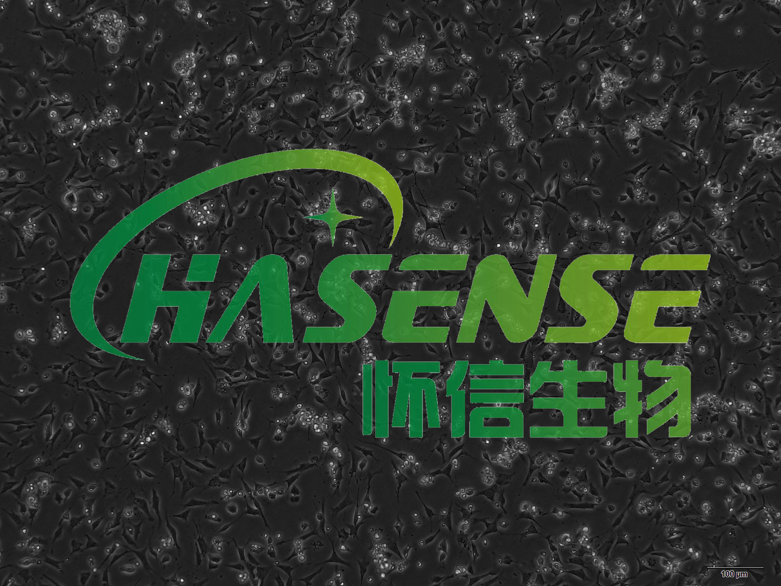 小鼠冠状动脉平滑肌细胞