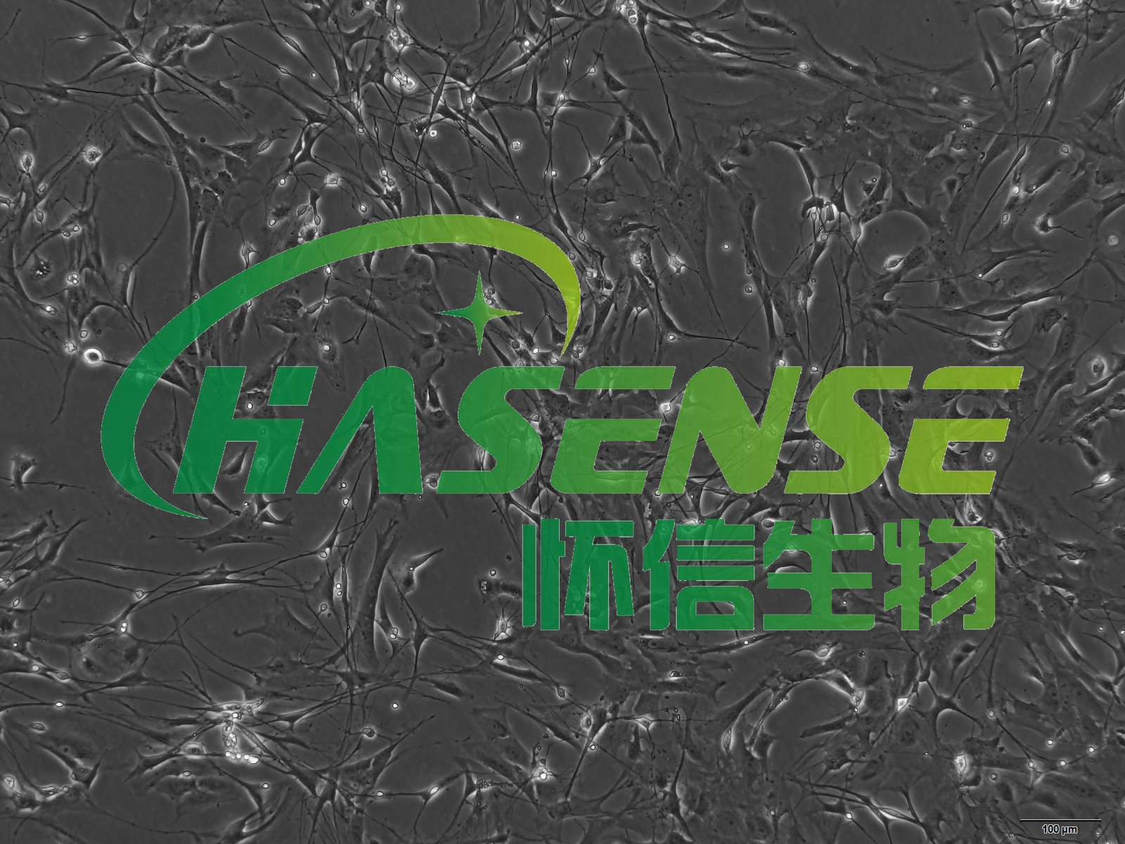 小鼠视网膜神经节细胞