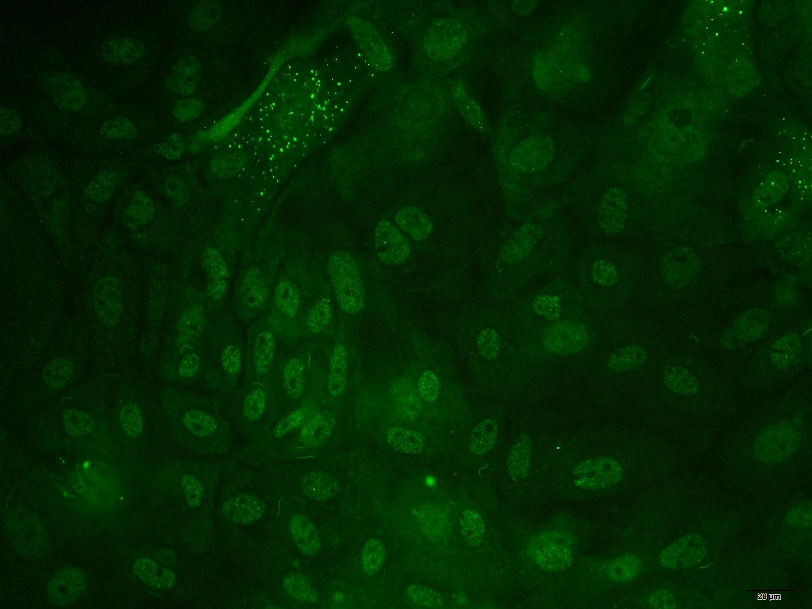 大鼠表皮角质形成层细胞