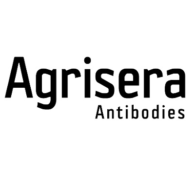 BoNT-B | Botulinum toxin B