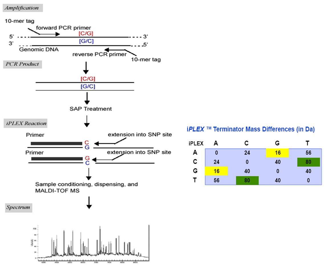 Sequenom特定SNP位点检测
