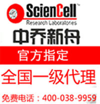 人肺间充质干细胞pellets