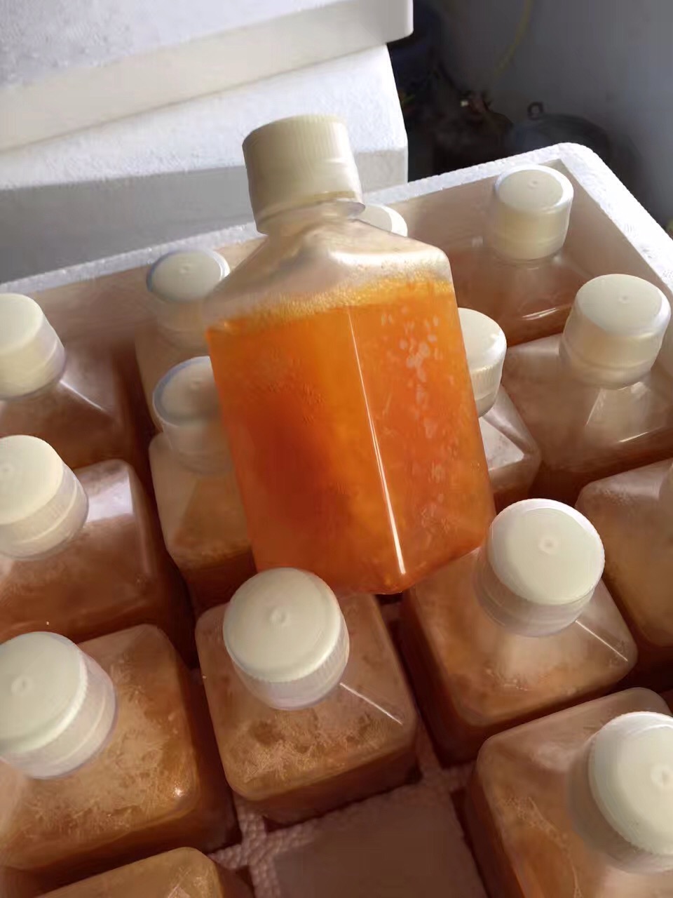 鸭流感抗体阳性血清