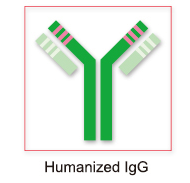 ATG18自噬相关蛋白18抗体