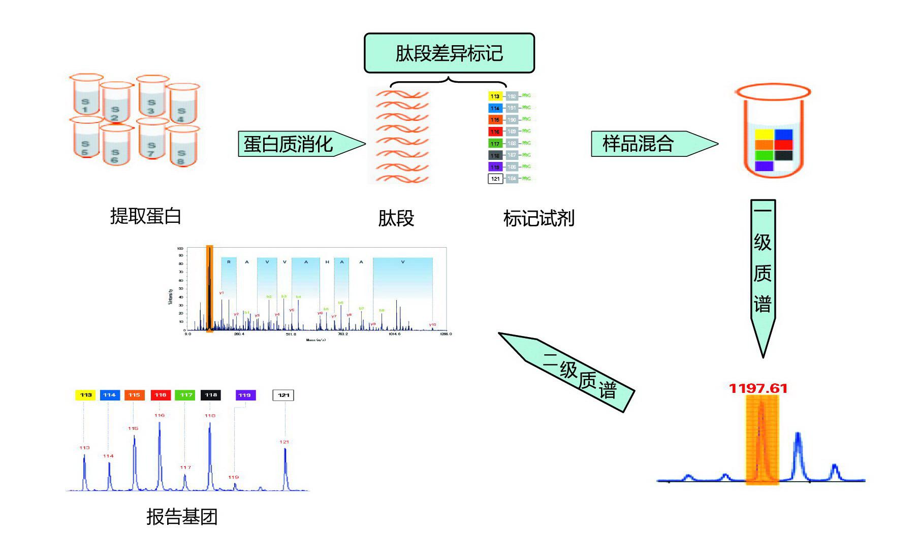 TMT/iTRAQ标记定量蛋白质组学分析