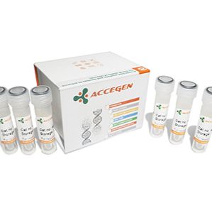 BALB/c小鼠淋巴成纤维细胞