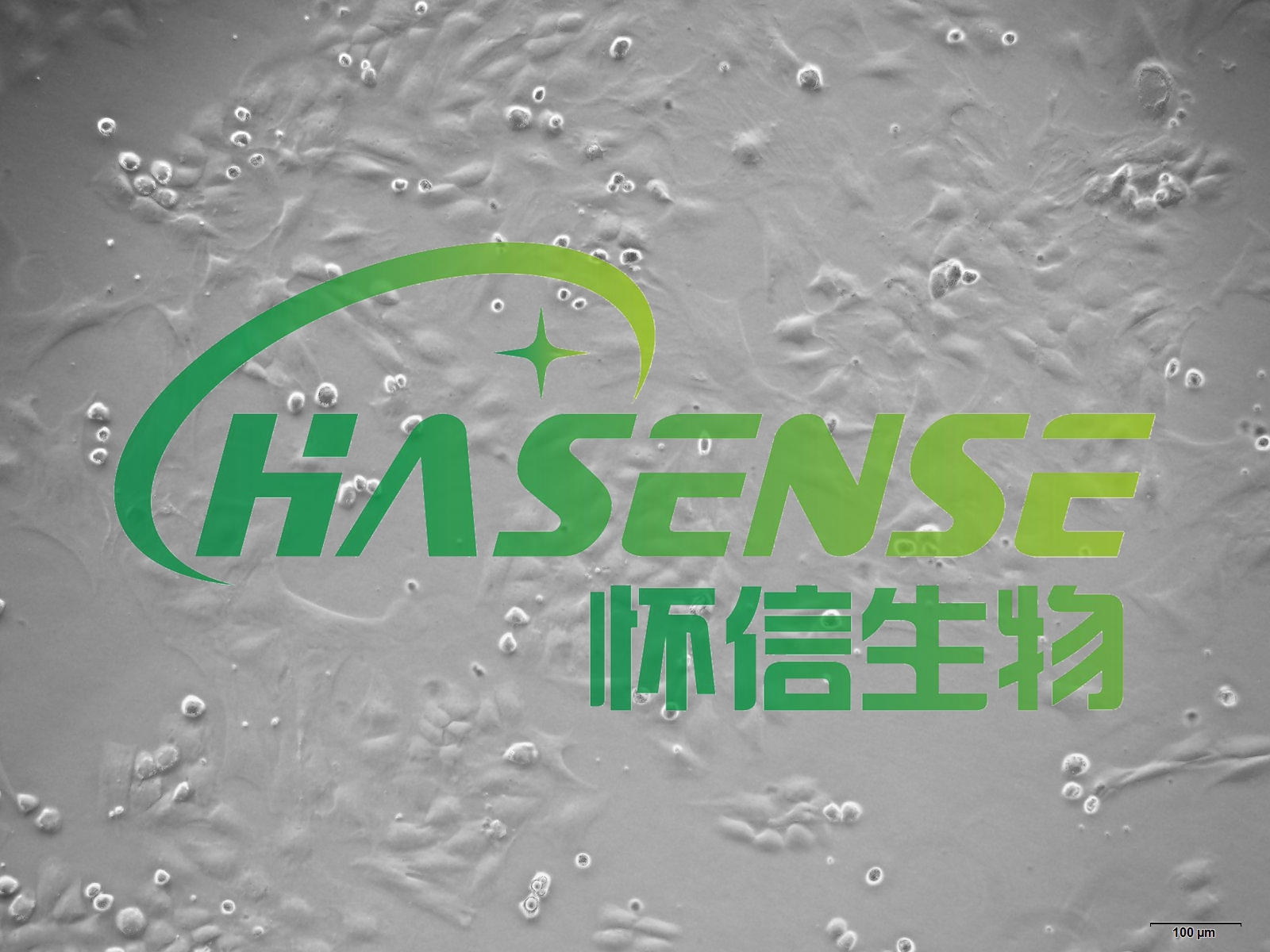 小鼠关节软骨细胞