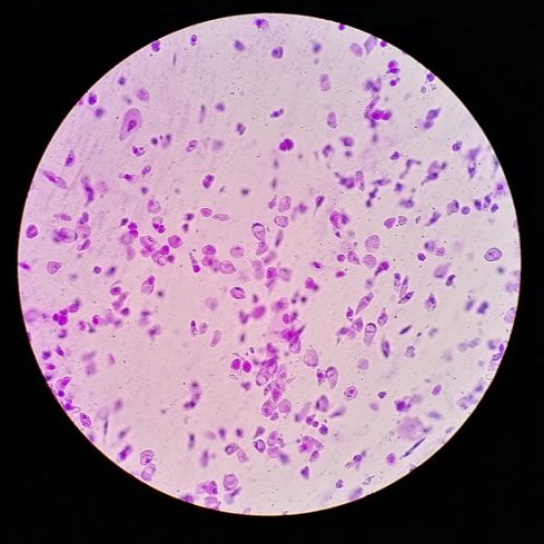 小鼠肠炎模型构建动物建模实验服务生物实验动物实验整体课题外包代做