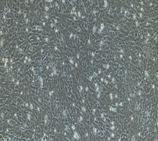 兔脑血管周细胞